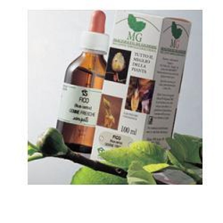 Frassino 100ml Mg