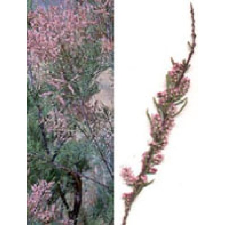 Msa Tamarix Gallica 50ml