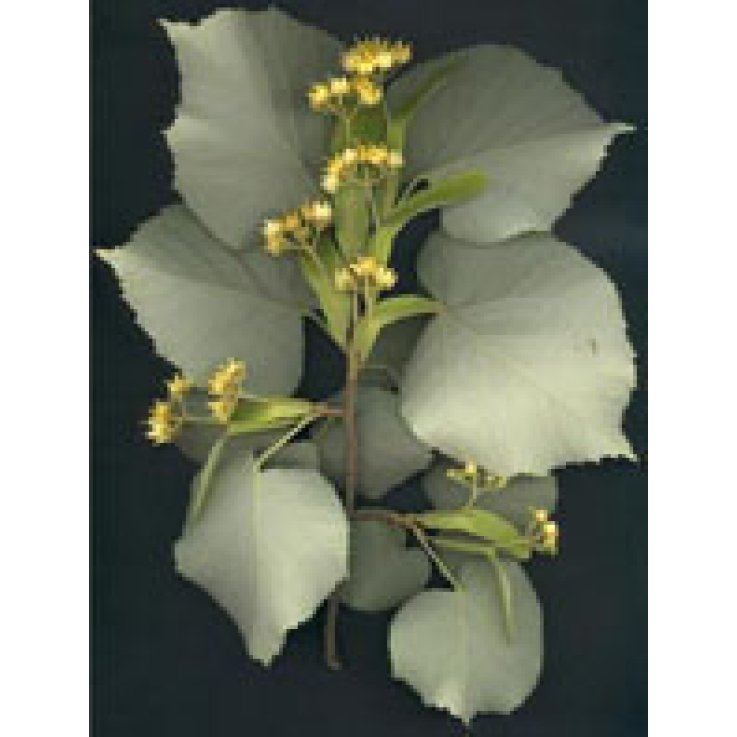Msa Tilia Tomentosa 50ml