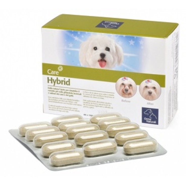 Hybrid Orme Nat 60cpr