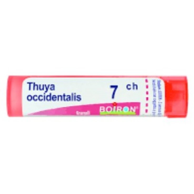 Thuya Occ 7ch Gl 1g