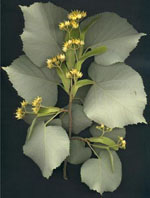 MSA TILIA TOMENTOSA 50 ML - Farmadillo