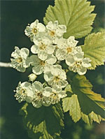 MSA CRATAEGUS OXYACA 50 ML - Farmadillo