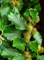 MSA FAGUS SYLVATICA 50 ML - Farmadillo