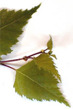 MSA BETULA VERRUCOSA 50 ML - Farmadillo