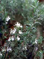 MSA ROSMARINUS OFFIC 50 ML - Farmadillo
