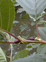 MSA ALNUS GLUTINOSA 50 ML - Farmadillo