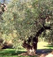 MSA OLEA EUROPEA 50 ML - Farmadillo