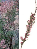 MSA TAMARIX GALLICA 50 ML - Farmadillo