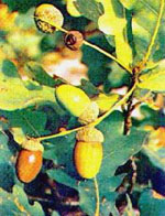 MSA QUERCUS PEDUNCOL 50 ML - Farmadillo