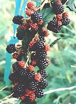 MSA RUBUS FRUCTICOSU 50 ML - Farmadillo