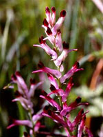 TSA FUMARIA OFFICINALIS 50 ML - Farmadillo