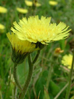 TSA HIERACIUM PILOSELLA 50 ML - Farmadillo