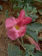 TSA HARPAGOPHYTUM 50 ML - Farmadillo