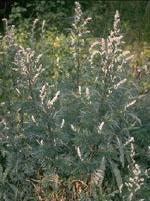 TSA ARTEMISIA VULGARIS 50 ML - Farmadillo