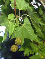 MSA PLATANUS ORIENTA 50 ML - Farmadillo