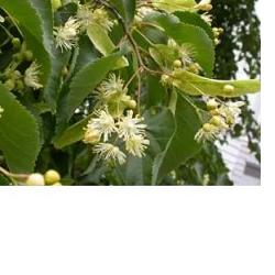 EIE TIGLIO 30 ML GOCCE - Farmadillo