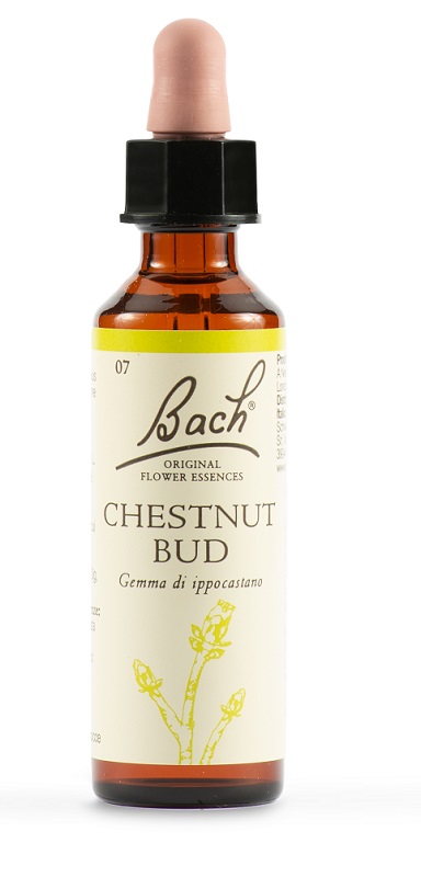 CHESTNUT BUD BACH ORIG 20 ML - Farmadillo