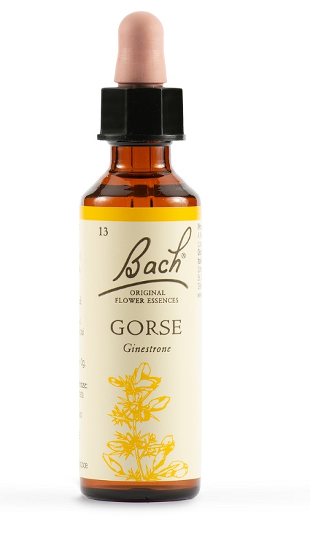 GORSE BACH ORIG 20 ML - Farmadillo