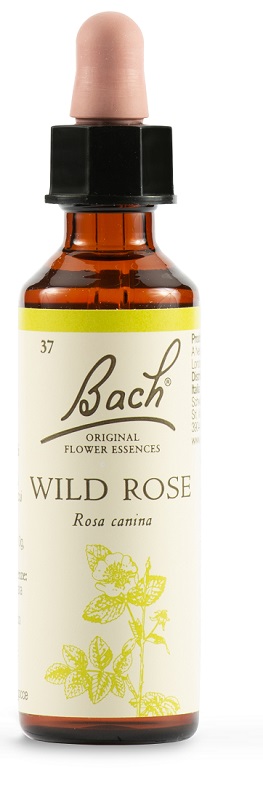 WILD ROSE BACH ORIG 20 ML - Farmadillo